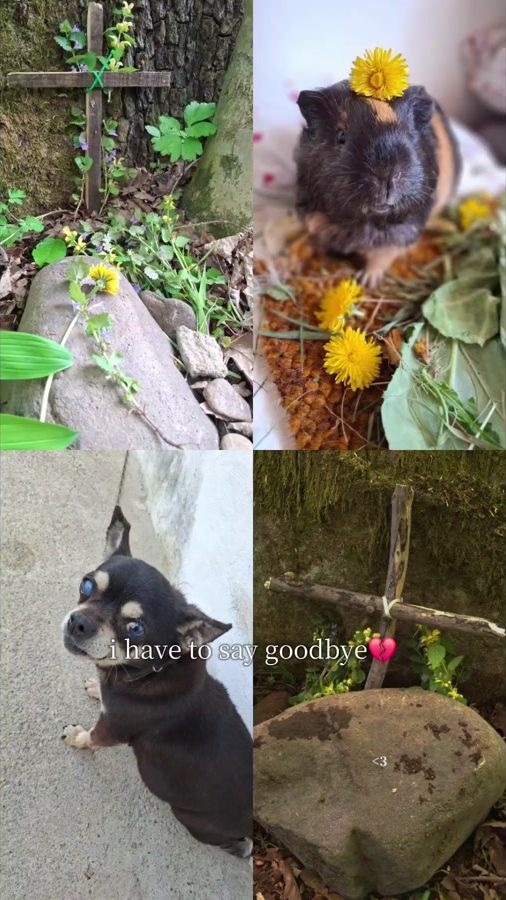 TikTok video thumbnail by melis_team_lover_