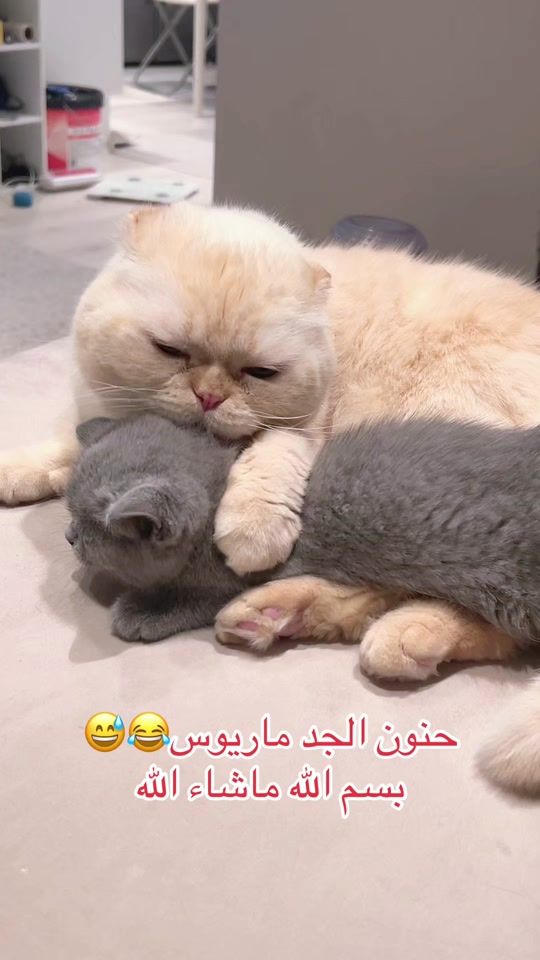 TikTok video thumbnail by ibra_cats