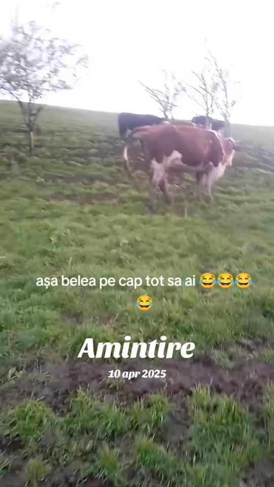 TikTok video thumbnail by mirelflorin20