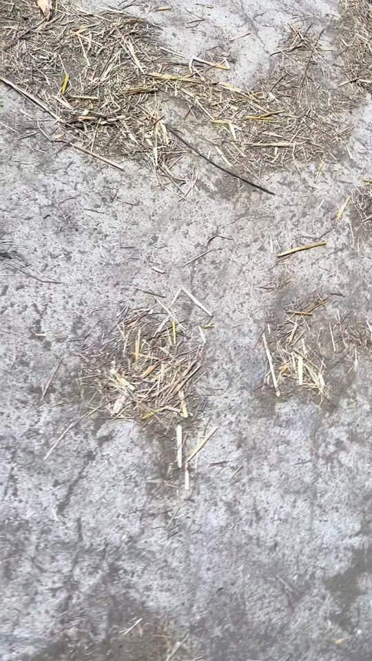 TikTok video thumbnail by eli.fendt7