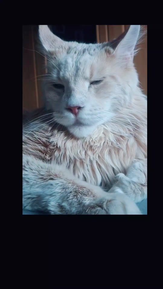 TikTok video thumbnail by sandra.mainecoon