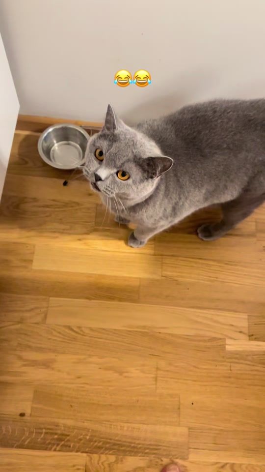 TikTok video thumbnail by max.coco.comedy