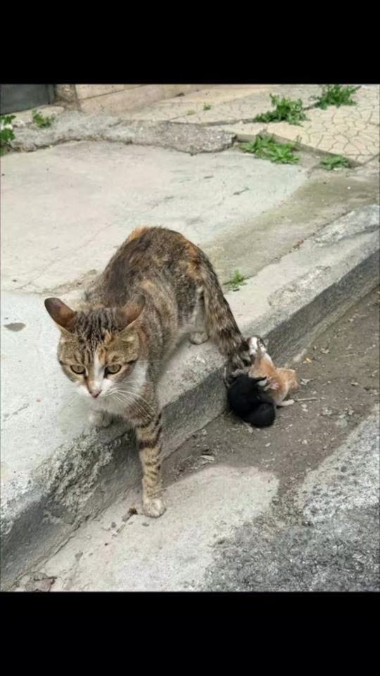 TikTok video thumbnail by animalsandbirdss