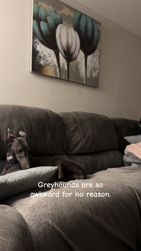 TikTok video thumbnail by goofylenny