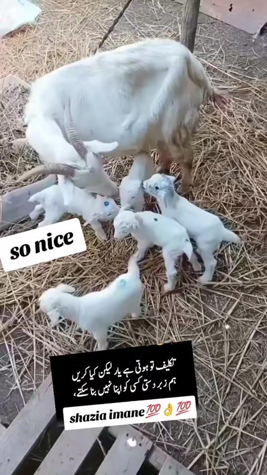 TikTok video thumbnail by shazia.imane