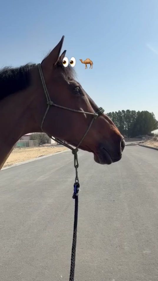 TikTok video thumbnail by joe_stockdale