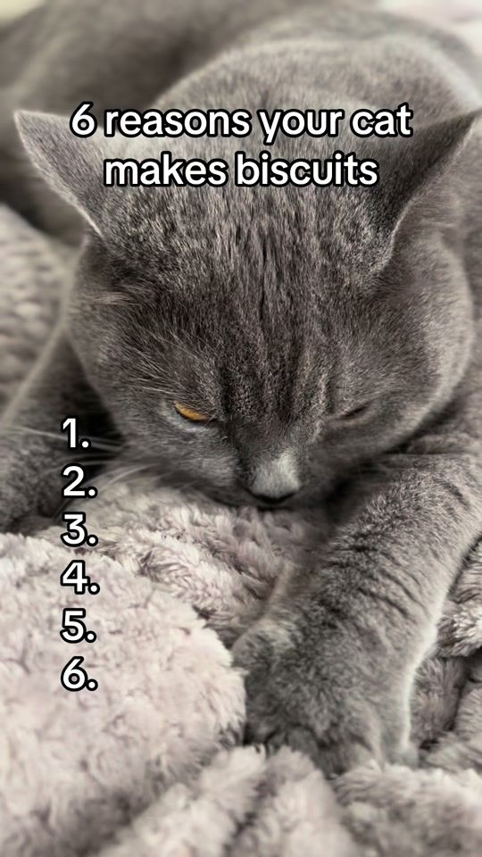 TikTok video thumbnail by tobby_the_cute_cat