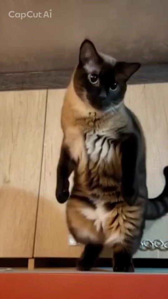 TikTok video thumbnail by maria__oooo