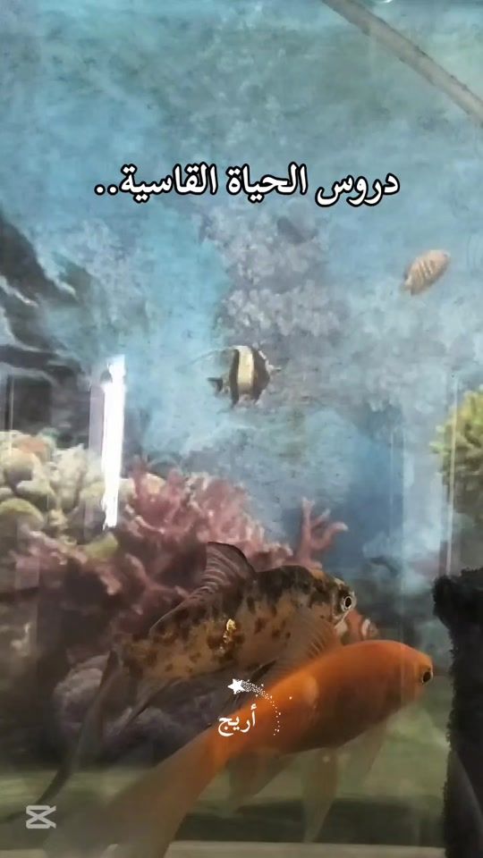 TikTok video thumbnail by user5103687619378