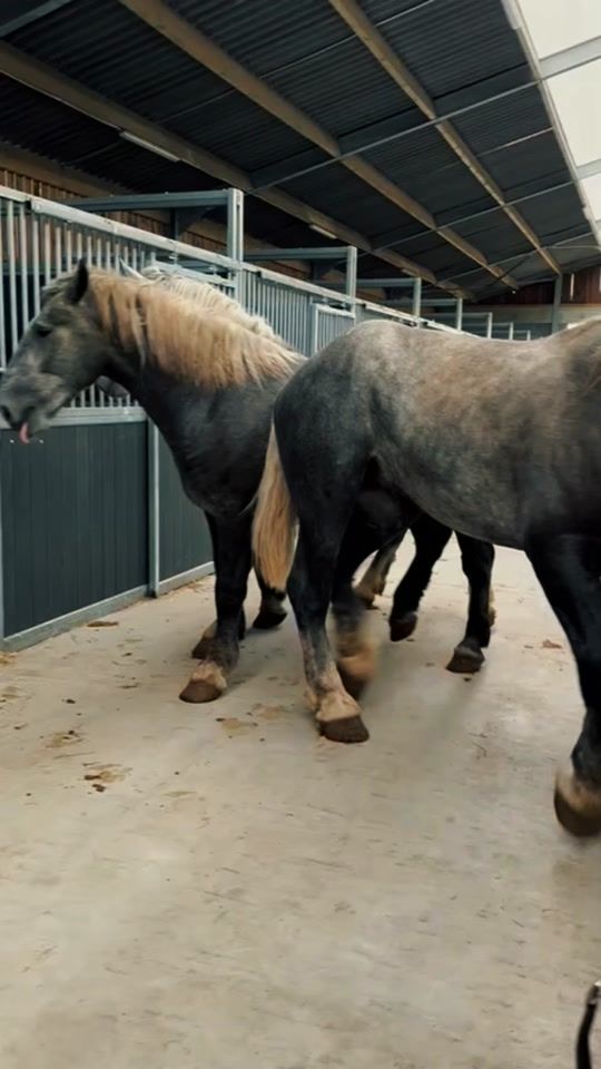 TikTok video thumbnail by fusiarz_horses