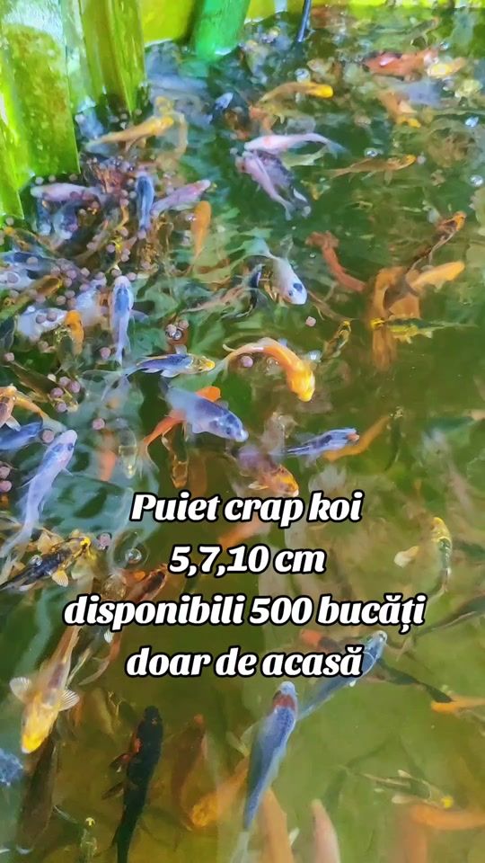 TikTok video thumbnail by gutanualyn16