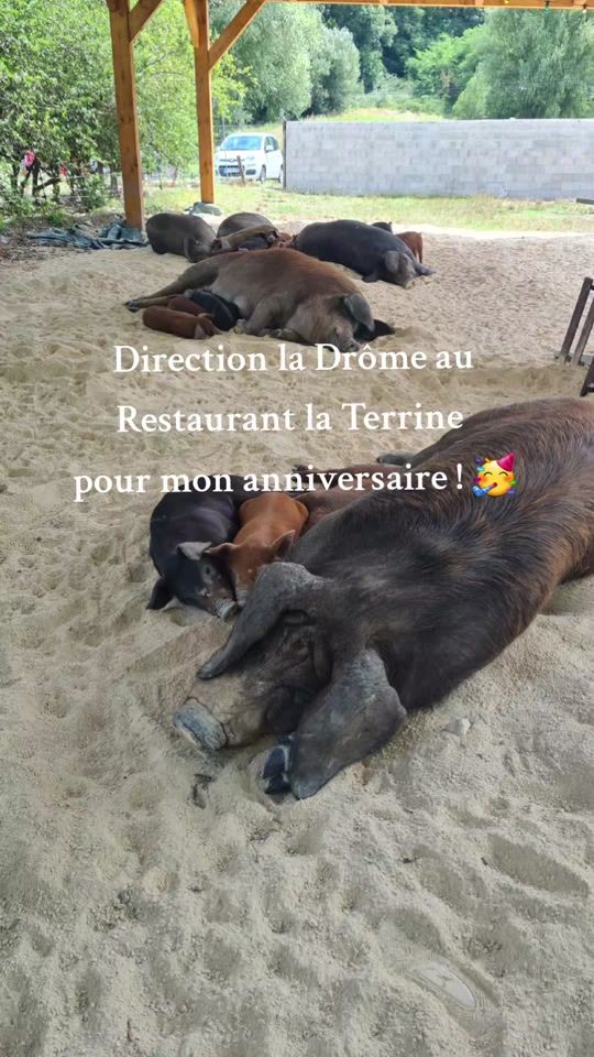 TikTok video thumbnail by manege_a_cochon