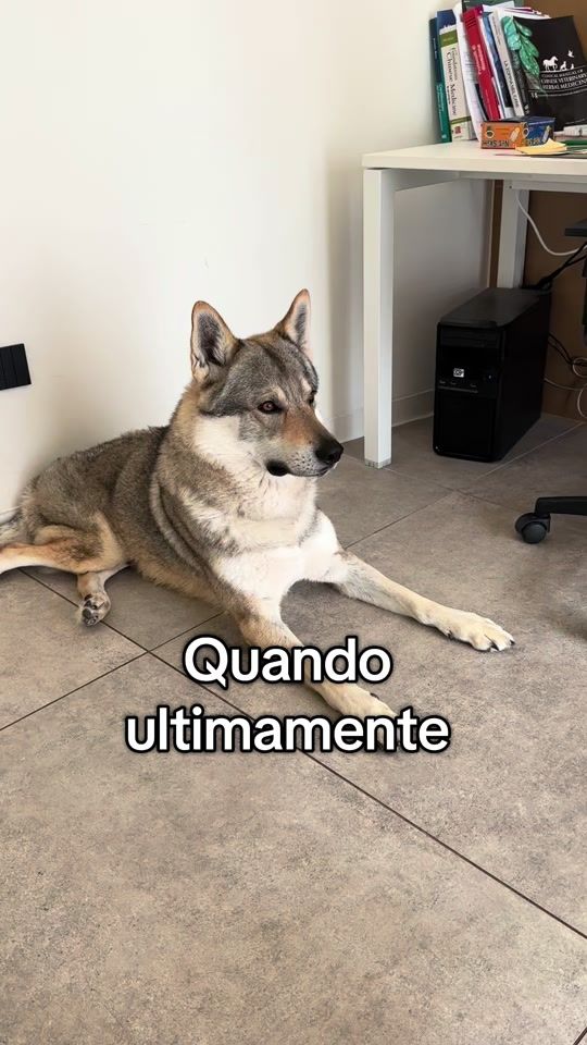 TikTok video thumbnail by walkingwolf_