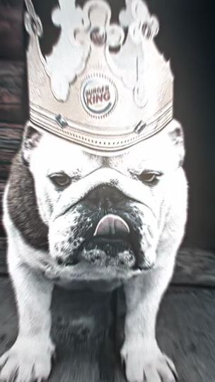 TikTok video thumbnail by rolty_dog