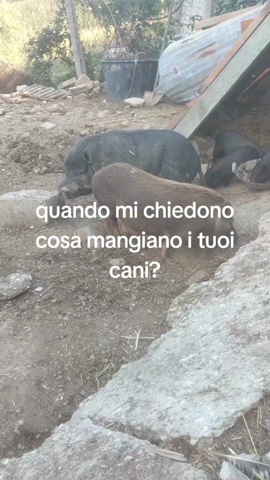 TikTok video thumbnail by sestocappuccelli