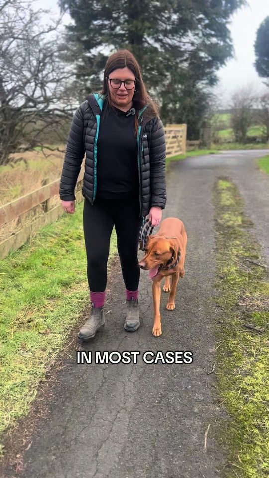 TikTok video thumbnail by k9fifedogtraining