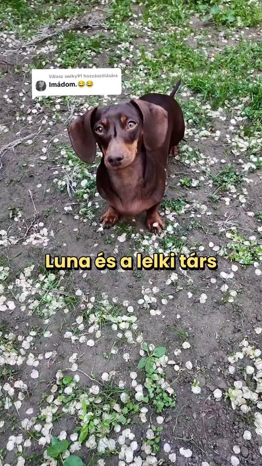 TikTok video thumbnail by gabor.bessenyei