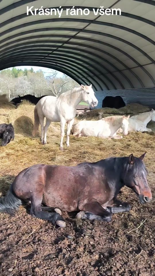 TikTok video thumbnail by meggikora