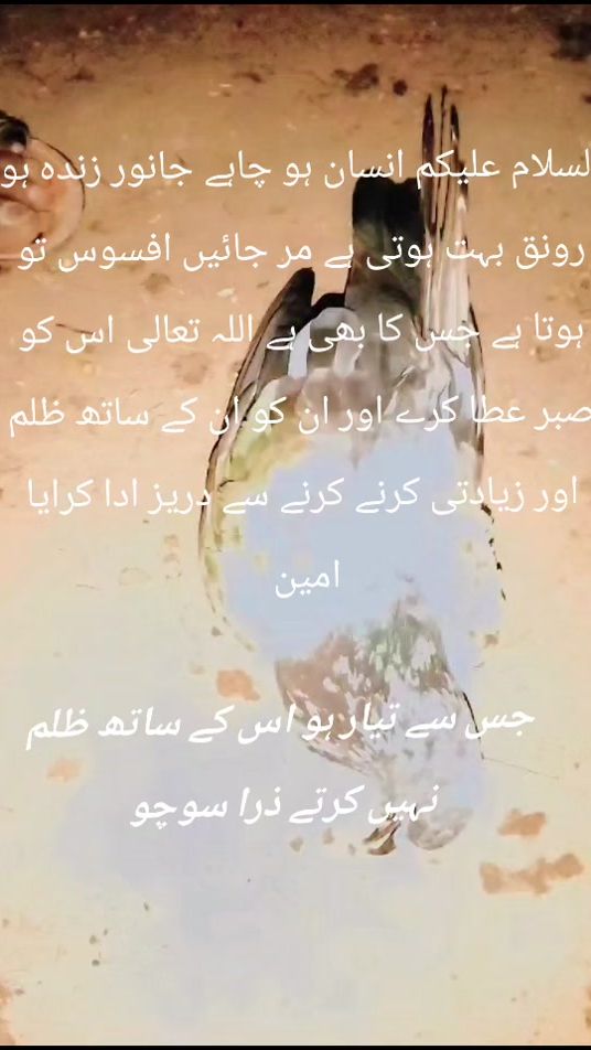 TikTok video thumbnail by ch.fiyaz02