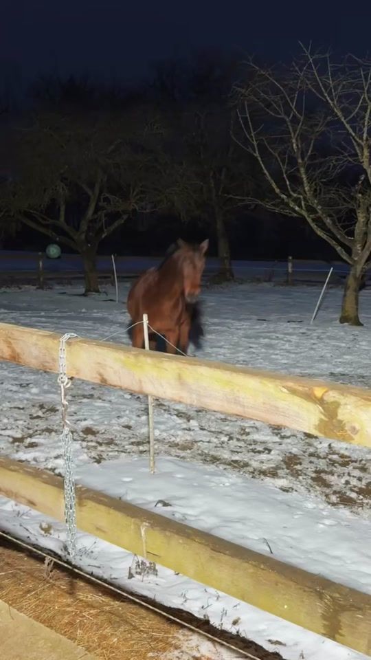 TikTok video thumbnail by haflinger_winchester