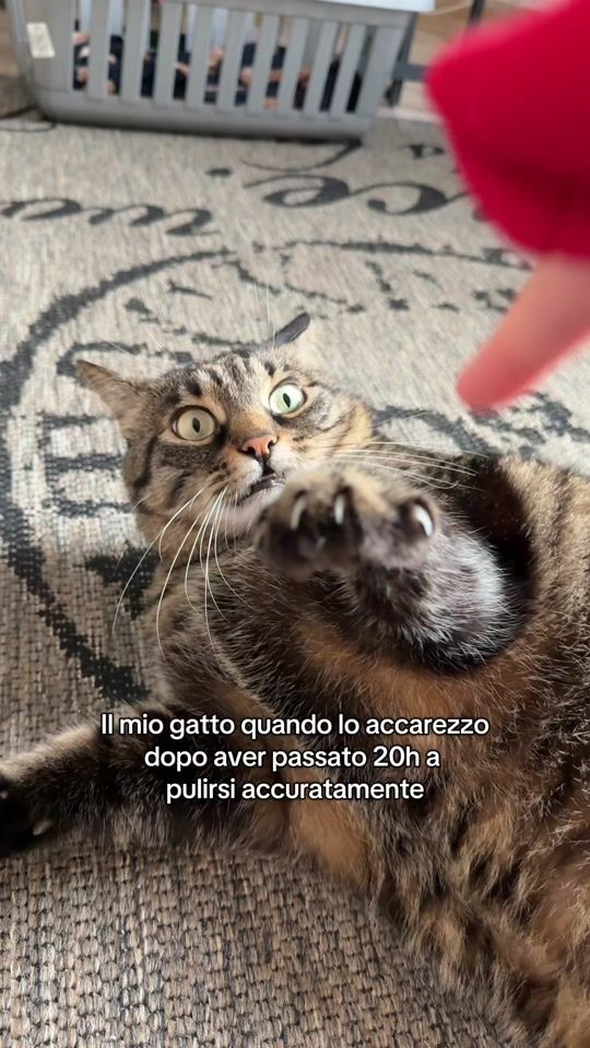 TikTok video thumbnail by muffinthecat2