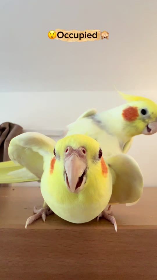 TikTok video thumbnail by erika_ireland