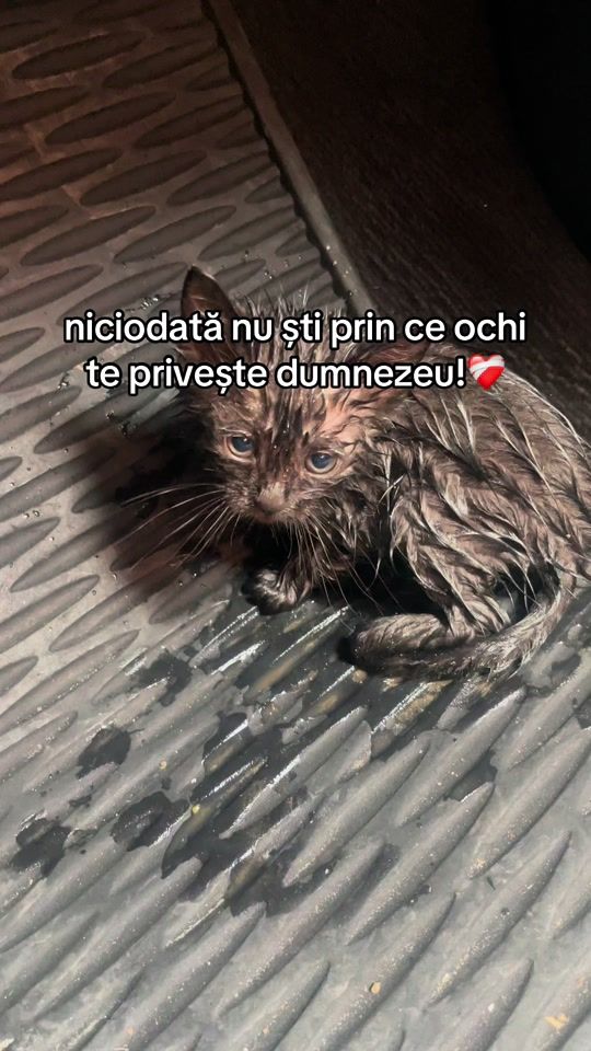 TikTok video thumbnail by andrei.goia