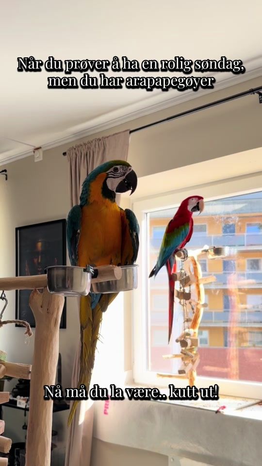 TikTok video thumbnail by ariathemacaw