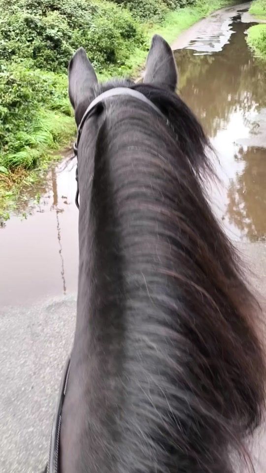 TikTok video thumbnail by kellies_equestrian