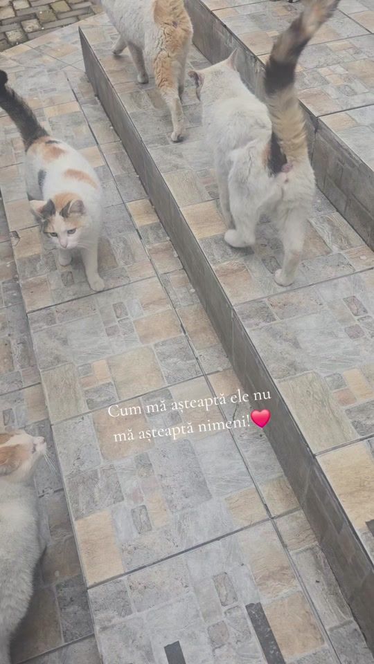 TikTok video thumbnail by carmenionascu74