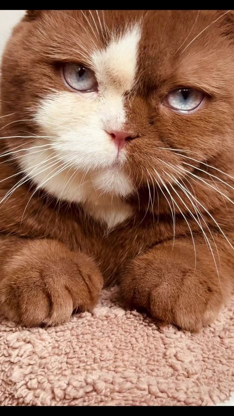 TikTok video thumbnail by jayas_cats