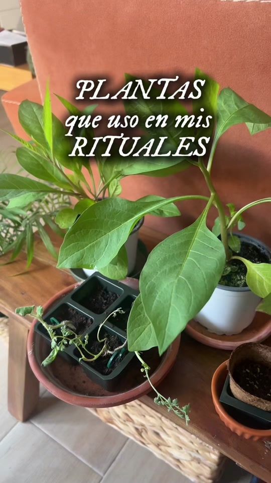 TikTok video thumbnail by solara.witch