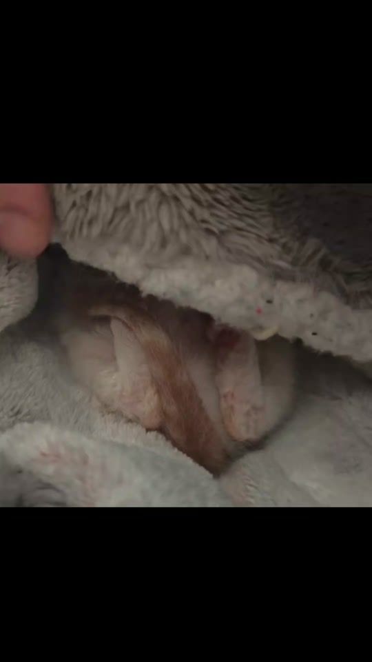 TikTok video thumbnail by galwayspca