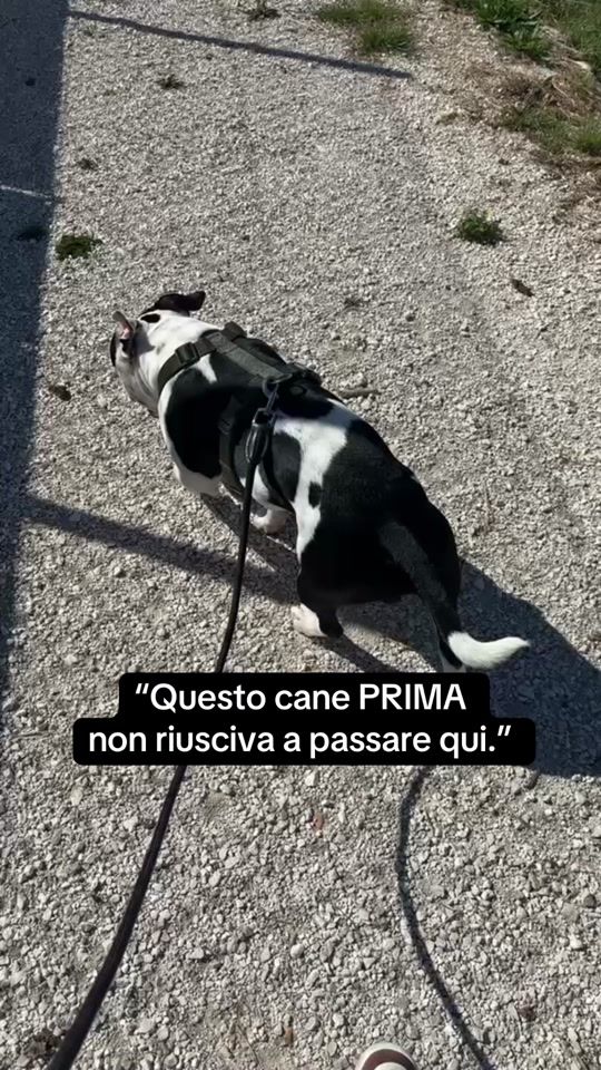 TikTok video thumbnail by horus_dobermann