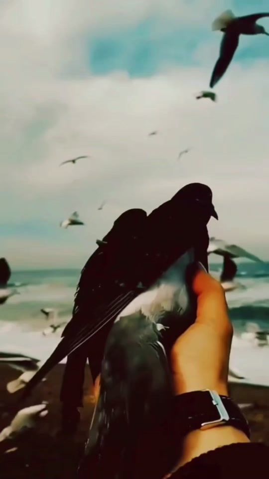 TikTok video thumbnail by adnane_b