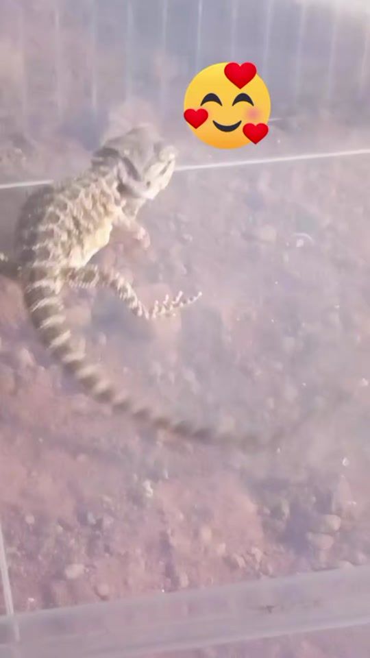 TikTok video thumbnail by bardinoo
