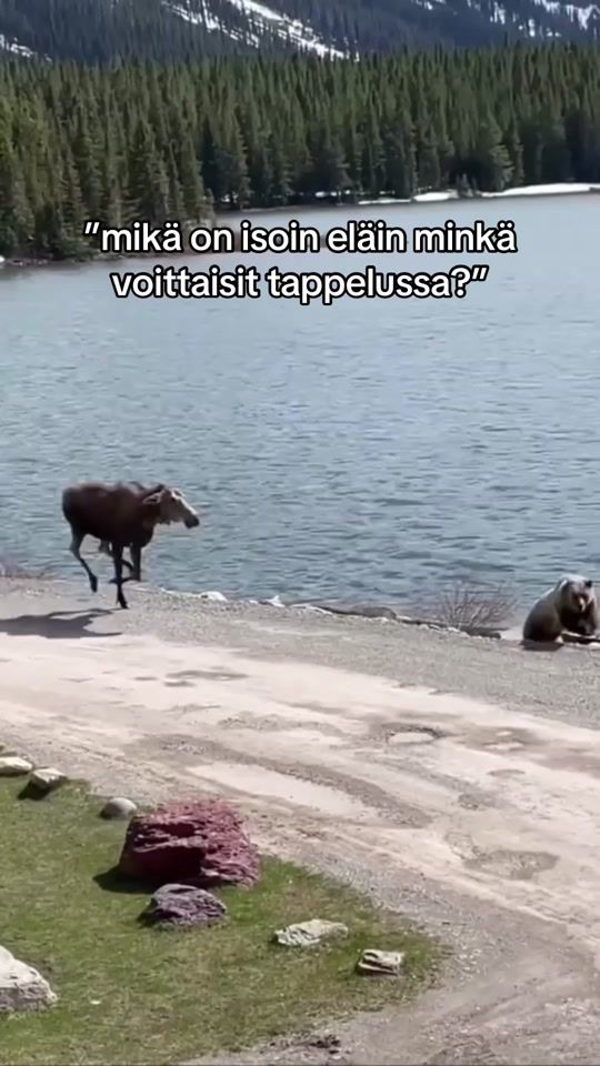 TikTok video thumbnail by tommiarska