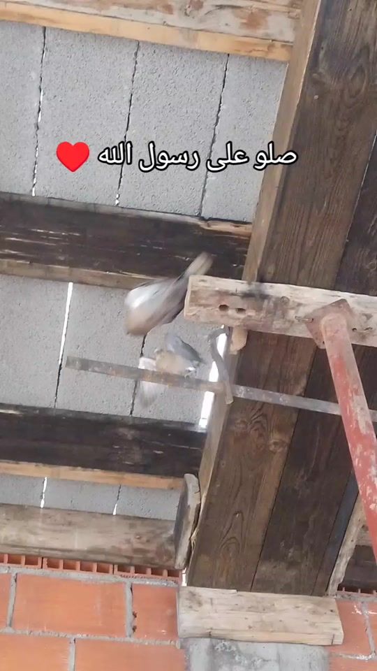 TikTok video thumbnail by oussama34.3