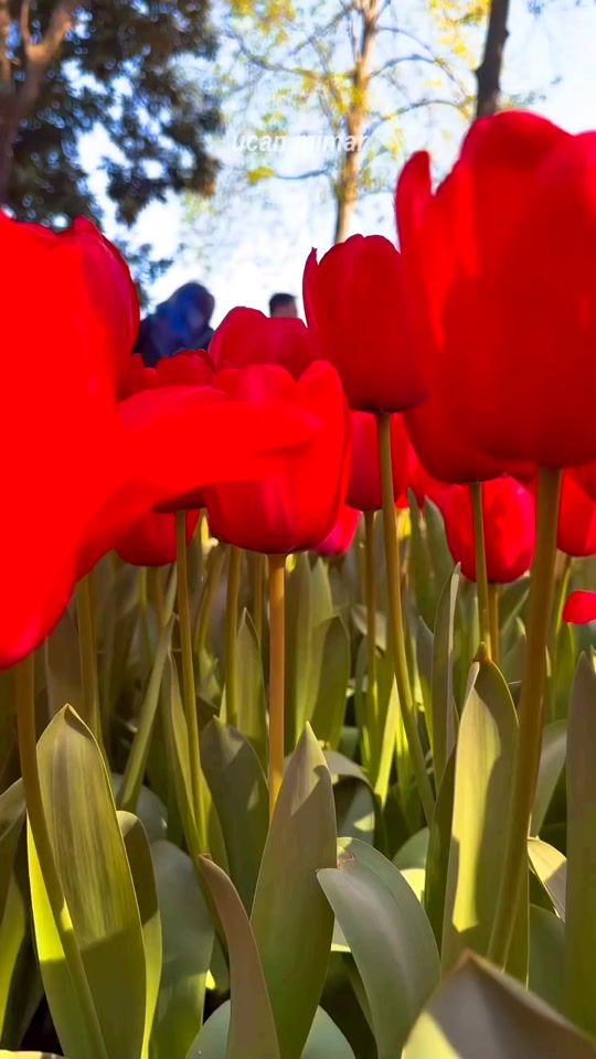 TikTok video thumbnail by istanbul.09.dz