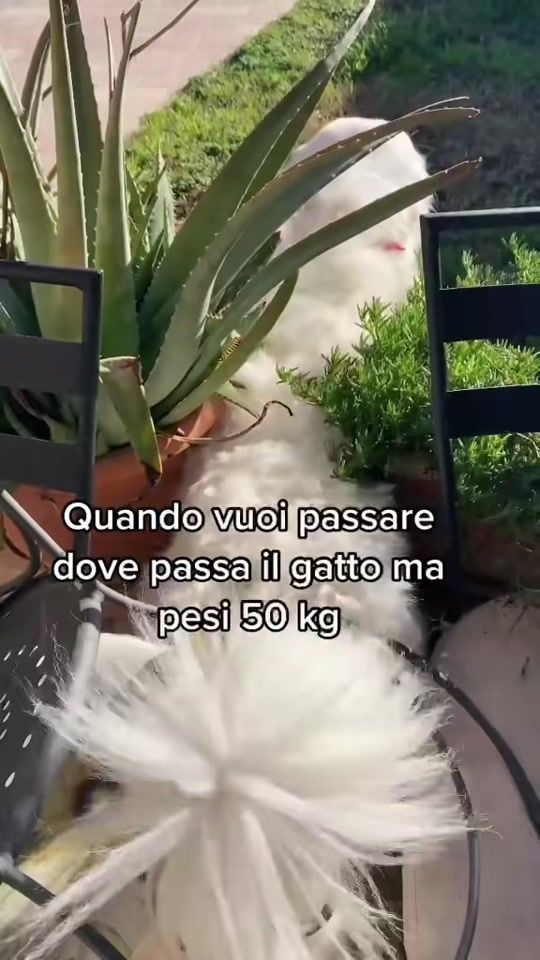 TikTok video thumbnail by alessia.colettaa