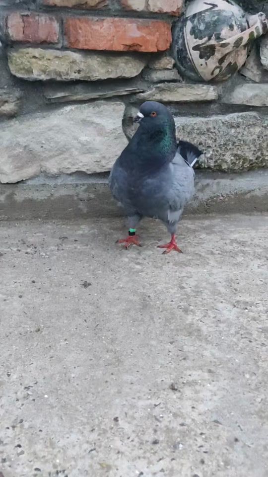 TikTok video thumbnail by acoperispeviata