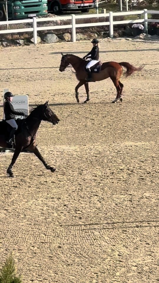 TikTok video thumbnail by stella_showjumping_