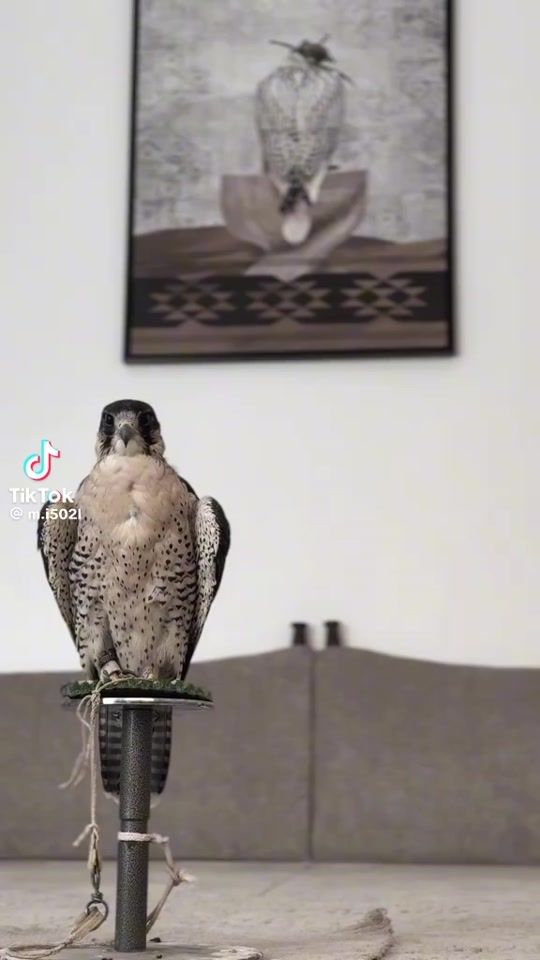 TikTok video thumbnail by mahamdalmatere