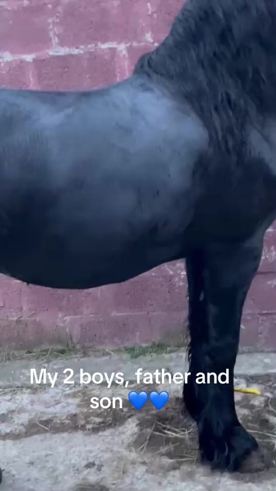 TikTok video thumbnail by nk87horses