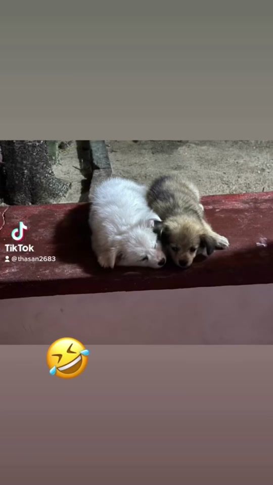 TikTok video thumbnail by thasan2683