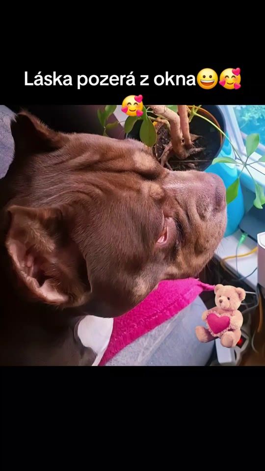 TikTok video thumbnail by dagmar16863