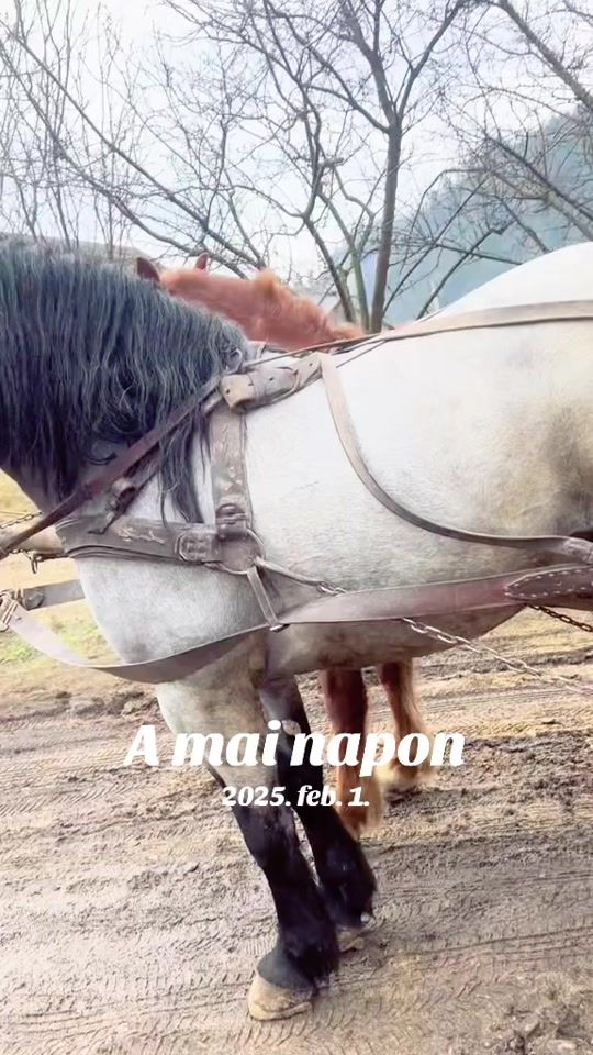 TikTok video thumbnail by szabykamolnar