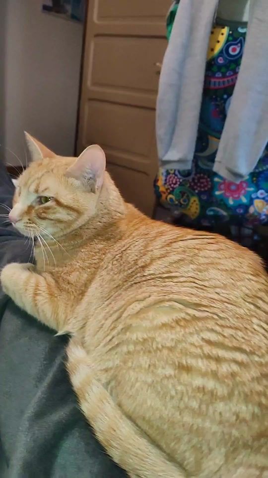 TikTok video thumbnail by _animals_house_tv