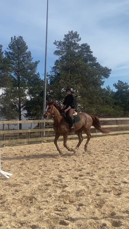 TikTok video thumbnail by me_showjumping