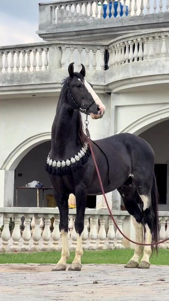 TikTok video thumbnail by horses_and_horsess